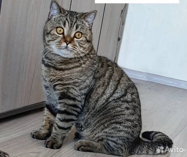 Бесплатно кот на вязку шотландский прямоухий