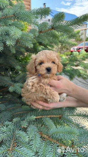 Мальтипушки Мини Микро F1