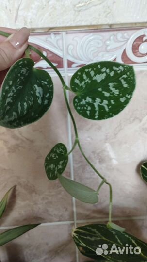 Сциндапсусы