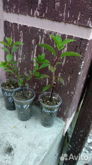 Гортензия метельчатая Ванила Фрайз