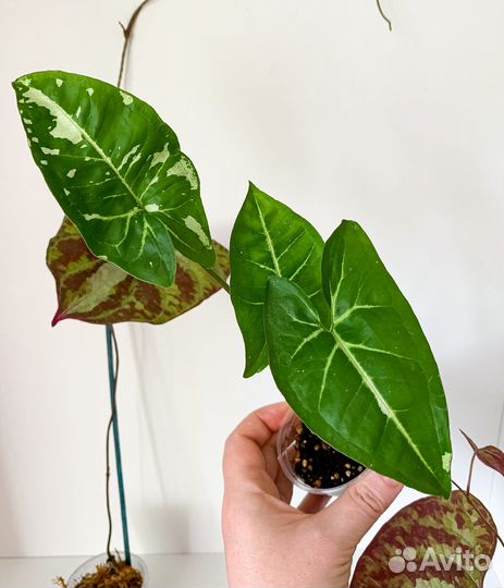 Сингониумы 1 часть