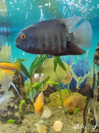 Северум красноплечий