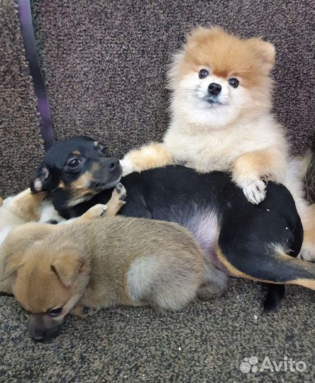 Шпиц с той терьером