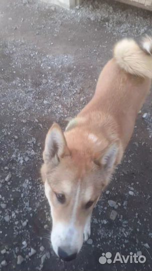 Западно сибирская лайка продам