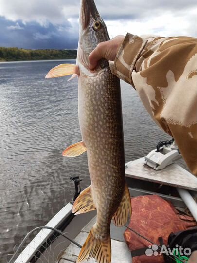 Рыбалка с гидом с егерем на Вятке