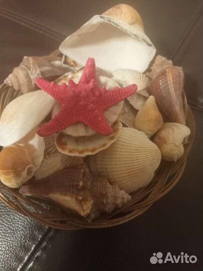 Морские ракушки раковины