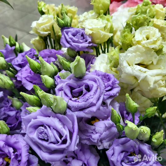 Эустома (лизиантус)