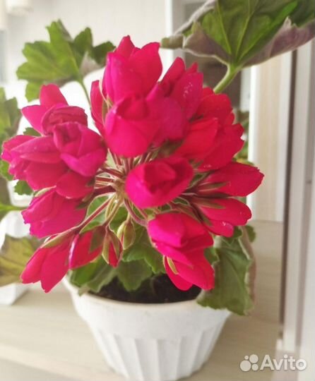 Пеларгония сортовая