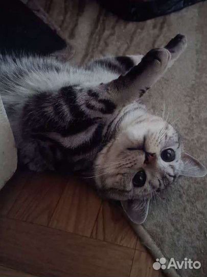 Вязка за котенка