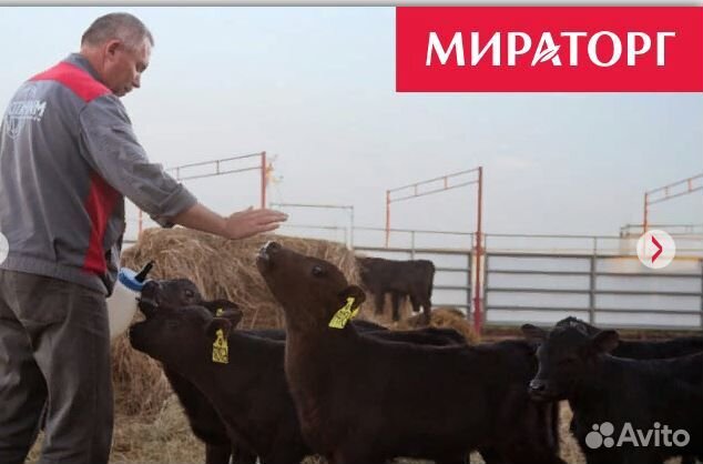 Оператор - животновод