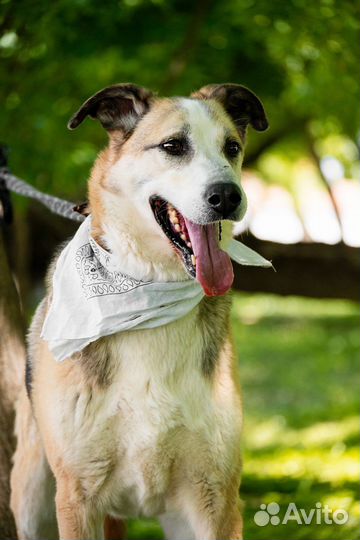 Собака Майор из приюта