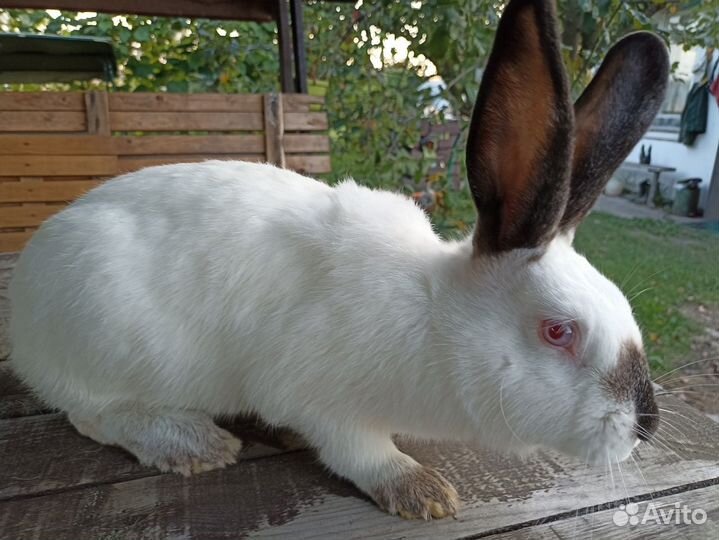 Калифорнийские кролики
