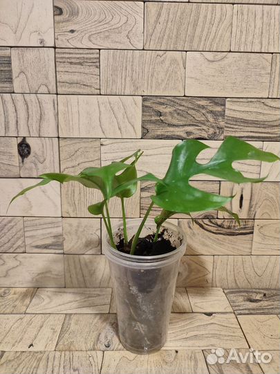 Монстера минима