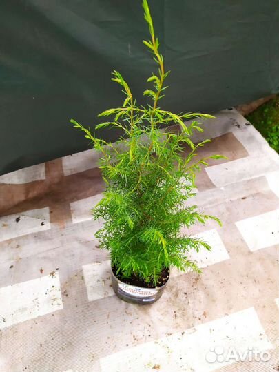 Можжевельник обыкновенный