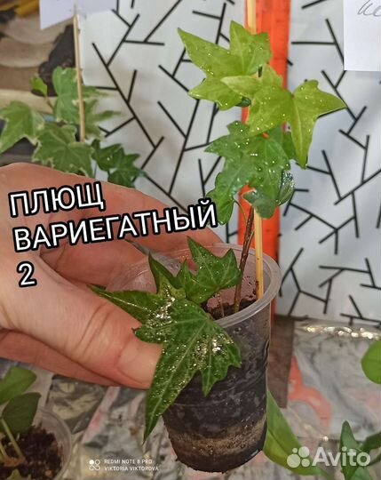 Плющ вариегатный