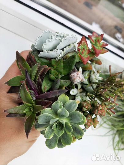 Наборы свежесрезанных суккулентов