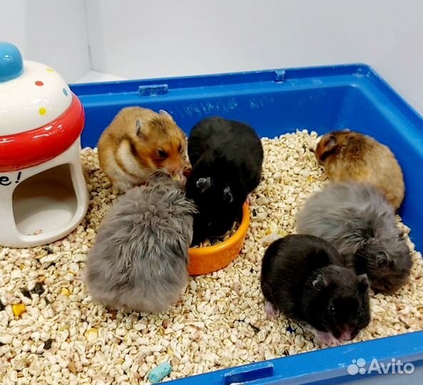 Сирийский хомяк