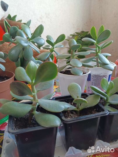 Комнатные растения