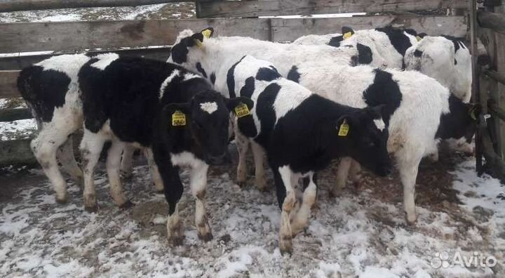 Бычки телята