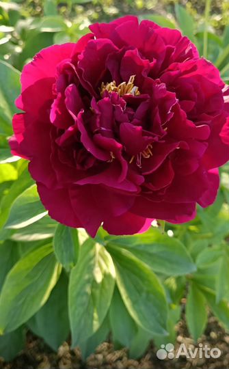 Пион Old Faithful