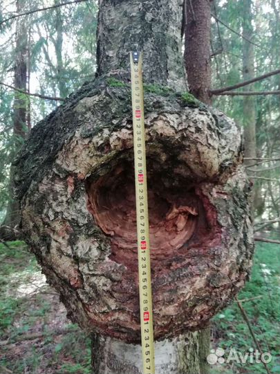 Кап сувель березовый