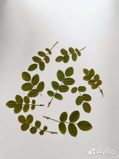 Сухоцветы гербарий