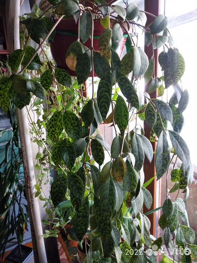 Цветы комнатные