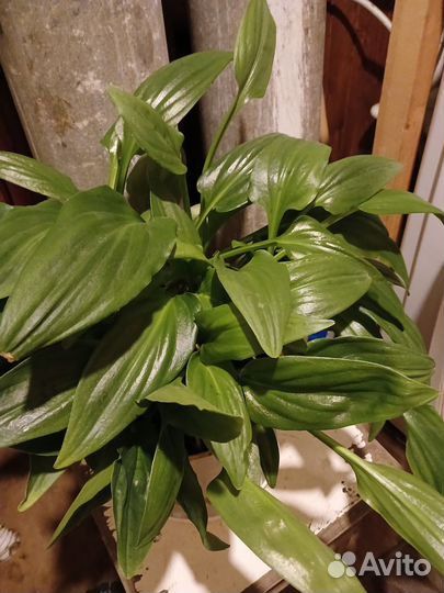 Комнатные цветы