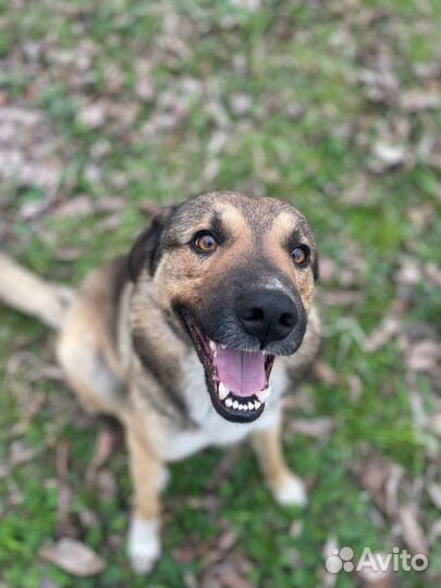 Выгул собак