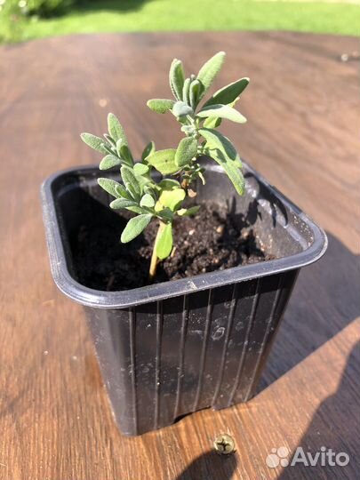 Лаванда английская органическая рассада