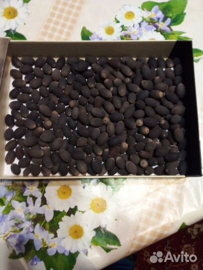 Продаю семена Китайского лотоса розового