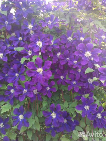 Растения для сада