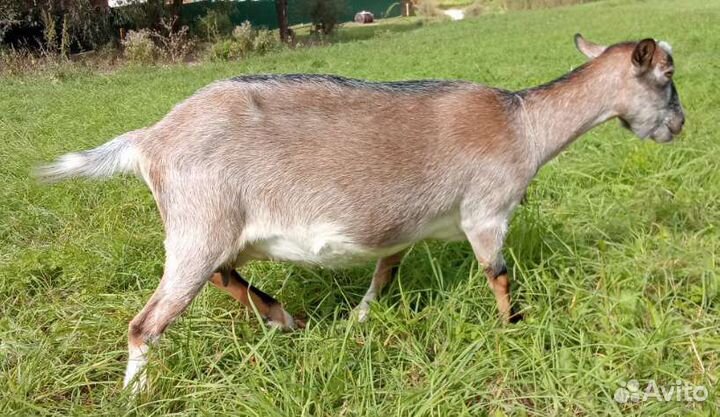 Коза дойная. Козочка англо-нубийская