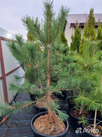 Саженцы черной сосны