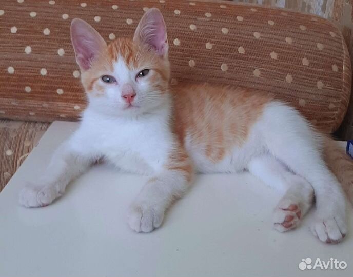 Рыжий котенок в добрые руки бесплатно