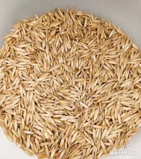 Овес ячмень