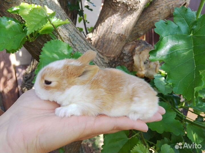 Декоративный кролик