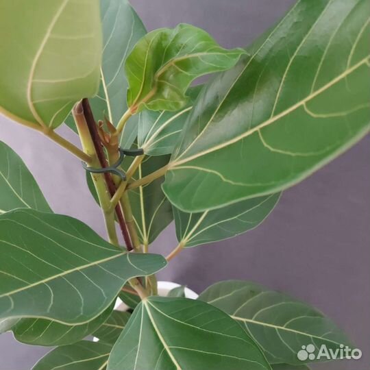 Фикус Комнатные растения Доставка растения