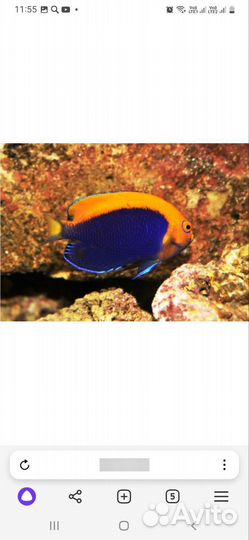 Морские рыбки