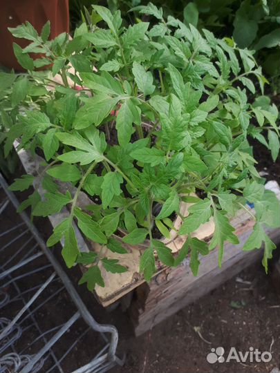 Рассада помидор