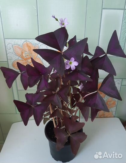 Кислица оксалис