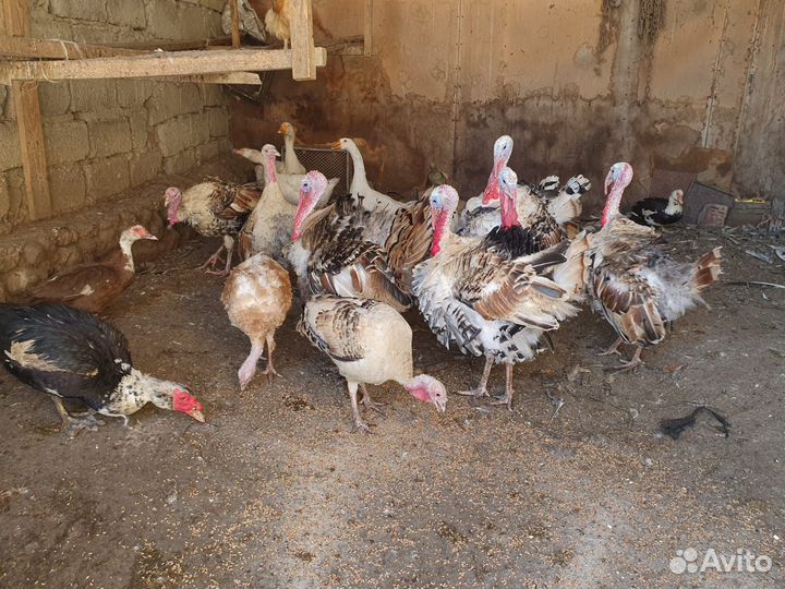 Индюки домашние