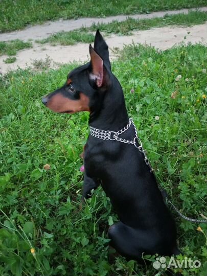 Вязка цвергпинчер