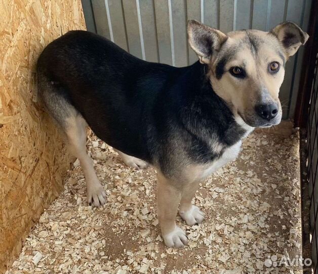 Собака в добрые руки