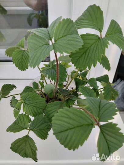 Рассада клубники