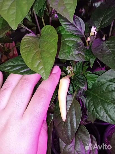 Декоративный перец 