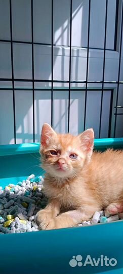 Рыжий котенок ищет дом