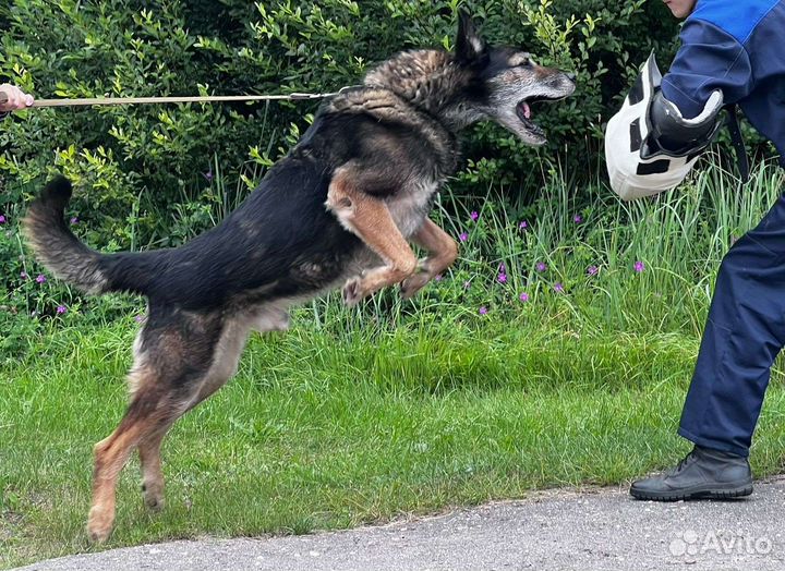 Отдам в добрые руки