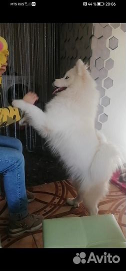 Щенки самоеда