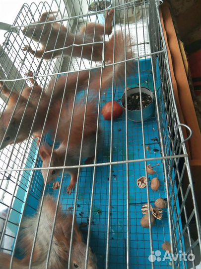 Белка, бельчата ручные